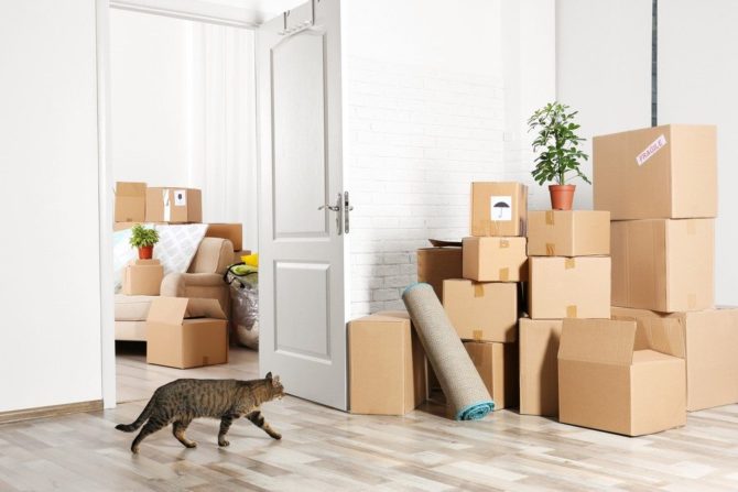 Moving house with a cat